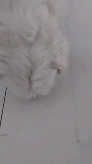 Antipulgas bravecto sem rejeição 🐶 смотреть онлайн