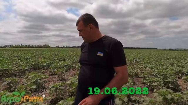 ❗НАЙДЕШЕВША ТЕХНОЛОГІЯ ВИРОЩУВАННЯ АЛЬДАЗОРУ НА 2023🌻