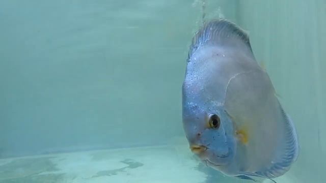 (001 tank number) International online discus fish competition 2024 смотреть онлайн