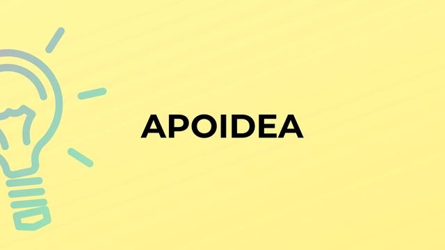 What is the meaning of the word APOIDEA? смотреть онлайн