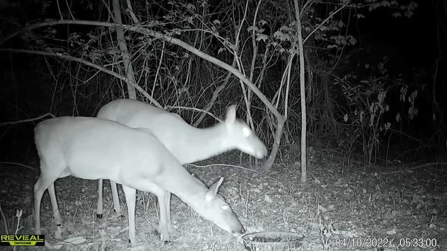 Trail Camera Videos: Mom and 2 young deer eating in the woods смотреть онлайн