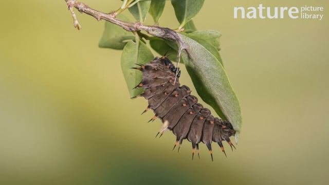 Timelapse of a Cairns birdwing butterfly caterpillar metamorphosing into a chrysalis, Australia смотреть онлайн