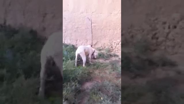 Alabai dog смотреть онлайн