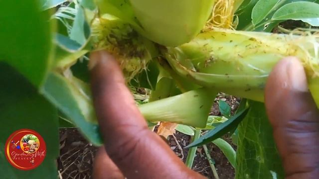 One Day In The Garden| What Do Gardeners Do In The Garden| 🇯🇲Jamaican Backyard PT1 смотреть онлайн