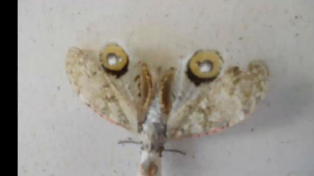 VISITA EFA DAP FOTOS