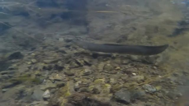 The battle of the death electric eel shocks alligator with 950 volts of electricity to death . смотреть онлайн