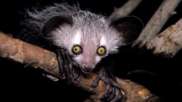 РУКАЖОНКА ИНТЕРЕСНЫЕ ФАКТЫ смотреть онлайн