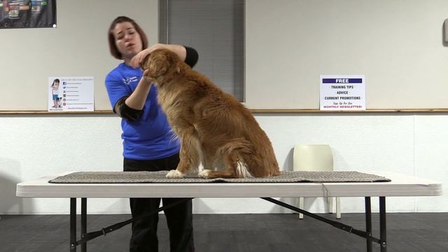 Dogs First Vet Visit - Teaching Them To Relax смотреть онлайн