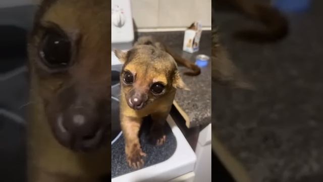 Кинкажу смотреть онлайн