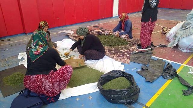 İslahiye nane kurusu yapımı смотреть онлайн