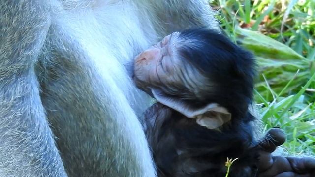 O.h.h Baby M.o.n.ke.y! W.h.at. H.a.pp.ene.ed O.n E.y.e B.a.b.y M.o.n.k.e.y смотреть онлайн