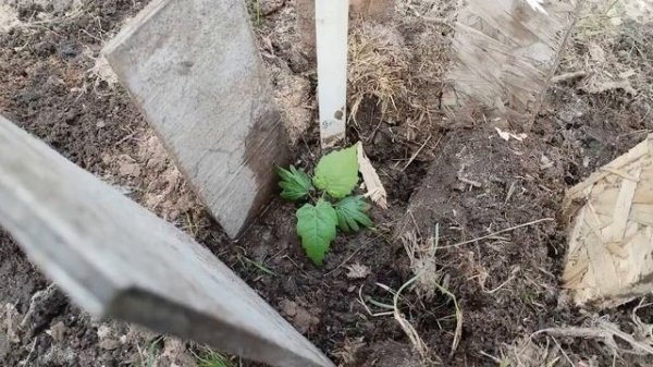 Липа крупнолистная, первые всходы. 2 этап (вторая попытка).