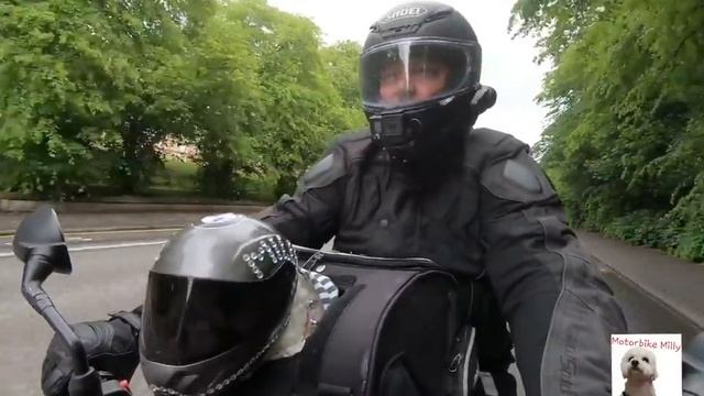 Motorbike dog Milly and I need your help. смотреть онлайн
