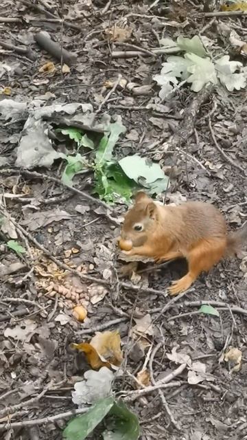 Белочки 🐿️🐿️ в Воронцовском парке 🌳🌳🌳 (Москва) прячут орешки) | Видео # 17 смотреть онлайн