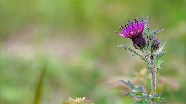 한국의 야생화 - 엉겅퀴(Cirsium japonicum var. maackii) смотреть онлайн