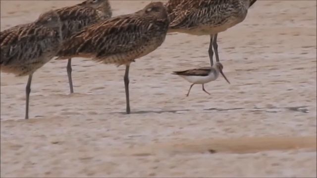 Terek Sandpiper 5 to 7 December 2019 Port Hacking смотреть онлайн