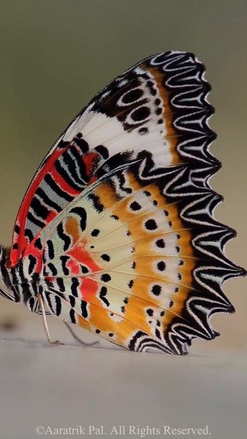 Indian butterflies: Leopard Lacewing 🦋🦋🦋 смотреть онлайн