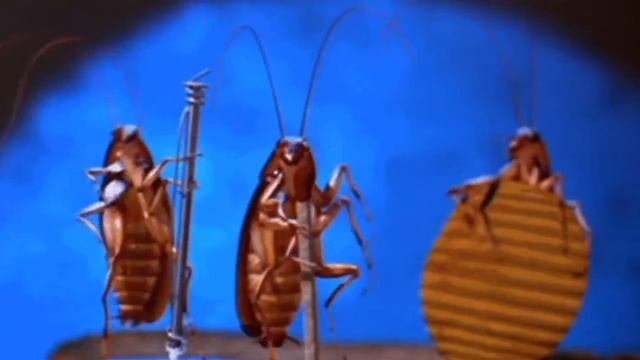 Guns N' Roaches perform Jolene by Dolly Parton смотреть онлайн