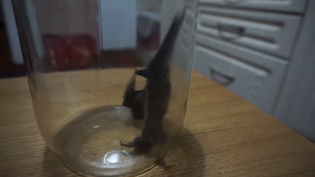 Летучая мышь(5) смотреть онлайн