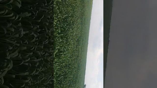 Как увеличить урожайность зерновых смотреть онлайн