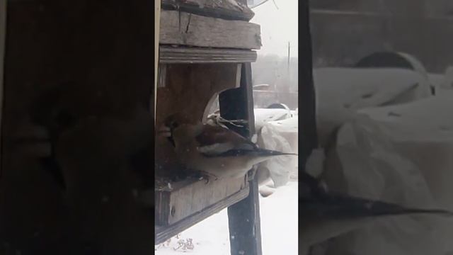 Дубонос прилетел. смотреть онлайн