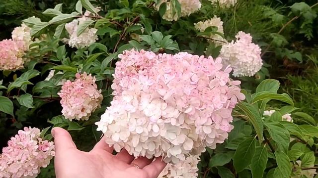 ПЕРЕЦ ЗАМОРАЖИВАЕМ НА ЗИМУ ДВУМЯ СПОСОБАМИ | Для нескольких блюд сразу смотреть онлайн