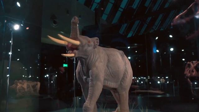 Stan the 67 million year old T Rex | The Natural History Museum Abu Dhabi | Vlog #37 смотреть онлайн