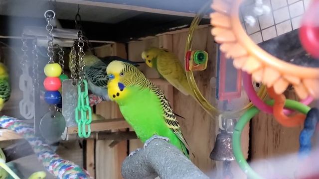 Male Budgies/Parakeets Chirping/Singing Loudly (Волнистых попугаев) смотреть онлайн