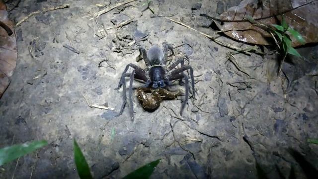 Spider VS Centipede смотреть онлайн