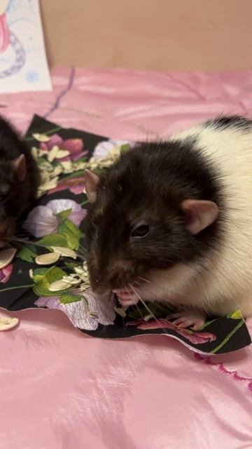 Емельян празднует. #rat #animal #животные #крысы смотреть онлайн
