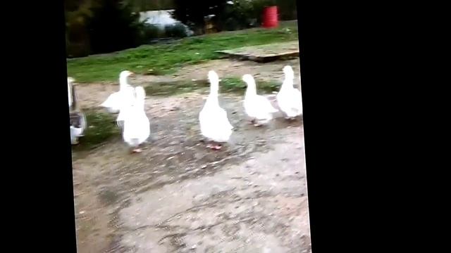 Яна любит палкинских гусей смотреть онлайн