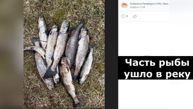 Где опять сбежала форель из садков. Рыбалка в Ленинградской области смотреть онлайн