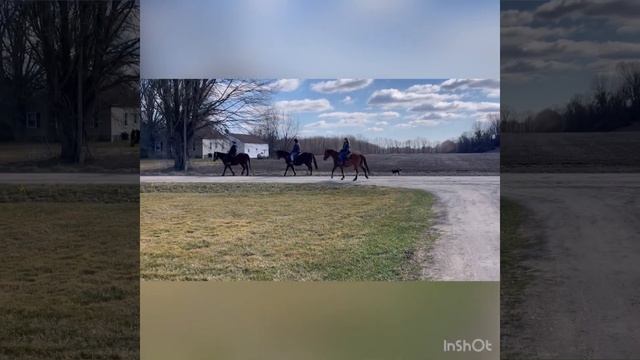 Milly-2020 Dun Mare смотреть онлайн