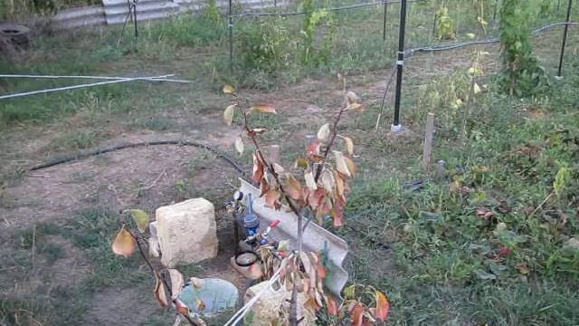 О возможном влиянии сетки Хартмана на растения. смотреть онлайн
