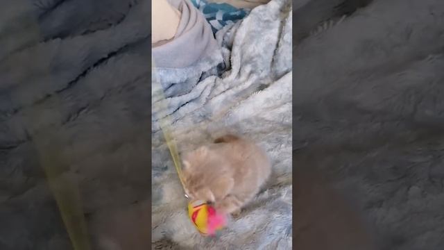 шотландский вислоухий котенок мальчик лиловый мрамор на золоте смотреть онлайн