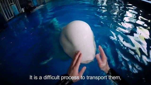 SEA LIFE Trust creates world’s first beluga whale sanctuary смотреть онлайн