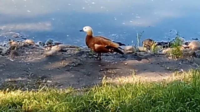 Мандаринки. Кто-то назвал их Огарь смотреть онлайн