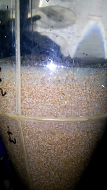 Инкубация икры африканского сома смотреть онлайн