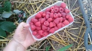 МАЛИНА ПОЛОНЕЗ, МАПЕМА, МАРАВИЛА.