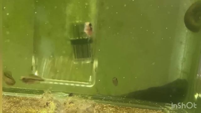 Apistogramma cacatuoides fry update смотреть онлайн
