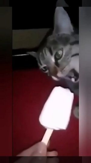 Смешные коты