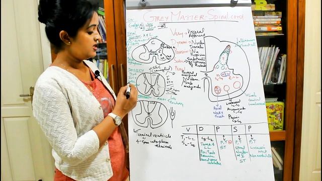 NEUROANATOMY-THE SPINAL CORD-PART 3-INTERNAL FEATURES-DR ROSE JOSE MD смотреть онлайн