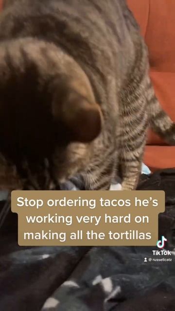 Tortilla cat смотреть онлайн