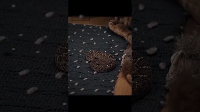 Опасная змея оказалась около ребёнка 🤫😢 #кино #фильмы #shorts #лучшее смотреть онлайн