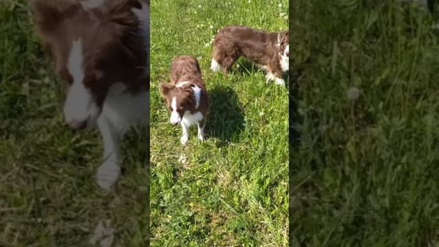 Бордер колли Чивви, Шерри и малышка Пинки ❤ смотреть онлайн