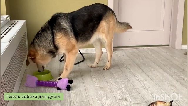 Гжель ищет дом. смотреть онлайн