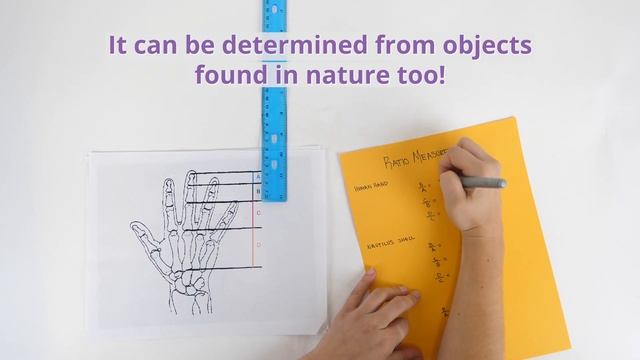 Discovering Phi: The Golden Ratio смотреть онлайн