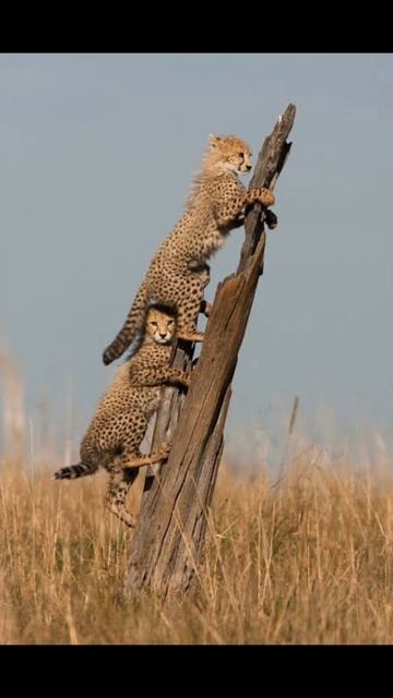 Significance of the rare photograph of a three-headed cheetah. смотреть онлайн