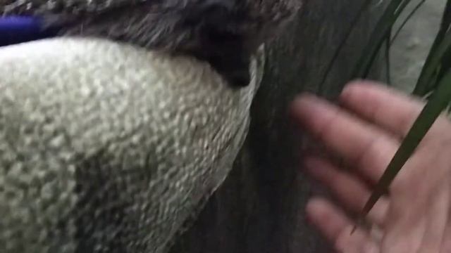 Ежик на диване. Ночной гость смотреть онлайн
