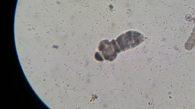 shiee смотреть онлайн